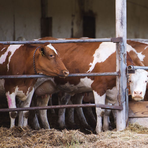 Landwirtschaft Tierhaltung Kühe Stare Vogelabwehr