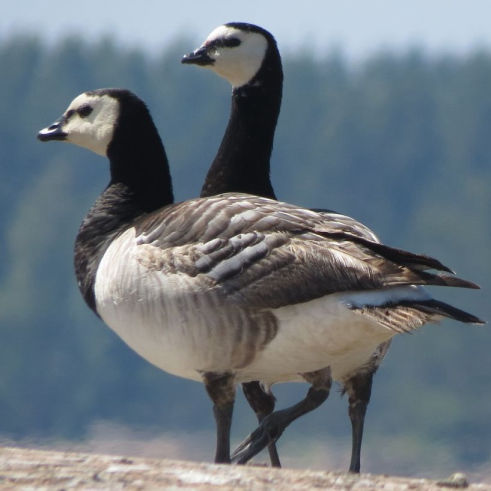 Gände Abwehr BirdAlert Vergrämung