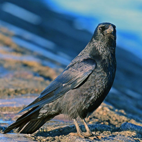 Krähenabwehr BirdAlert Vergrämung