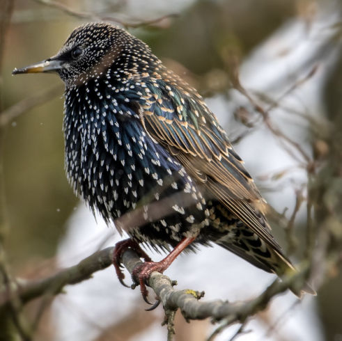 Stare Abwehr BirdAlert Vergrämung